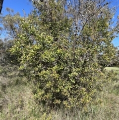 Hakea salicifolia (Willow-leaved Hakea) at Flea Bog Flat, Bruce - 18 Oct 2023 by JVR