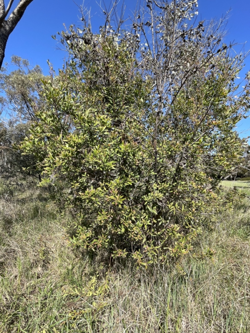 Hakea salicifolia at Bruce, ACT - 19 Oct 2023