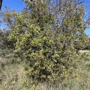 Hakea salicifolia at Bruce, ACT - 19 Oct 2023