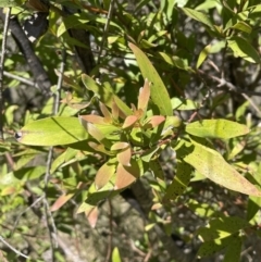 Hakea salicifolia at Bruce, ACT - 19 Oct 2023