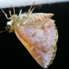 Ocybadistes walkeri by PJH123
