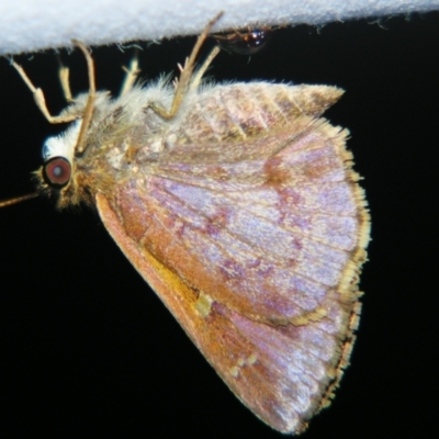 Ocybadistes walkeri by PJH123