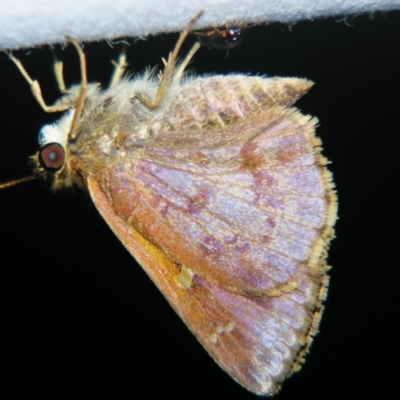 Unidentified Skipper (Hesperiidae) at Sheldon, QLD - 30 Oct 2007 by PJH123