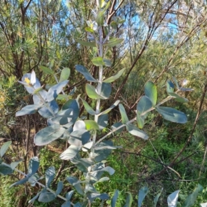 Eucalyptus globulus subsp. bicostata at Garran, ACT - 19 Oct 2023