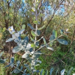 Eucalyptus globulus subsp. bicostata (Southern Blue Gum, Eurabbie) at Garran, ACT - 19 Oct 2023 by Mike