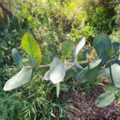 Eucalyptus globulus subsp. bicostata at Garran, ACT - 19 Oct 2023 04:40 PM