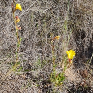 Oenothera stricta subsp. stricta at Garran, ACT - 19 Oct 2023