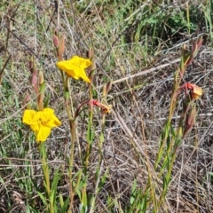 Oenothera stricta subsp. stricta at Garran, ACT - 19 Oct 2023