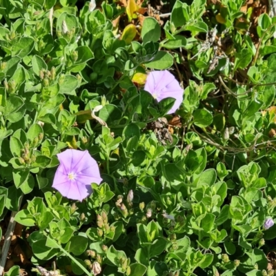 Convolvulus sabatius (Blue Rock Bindweed) at O'Malley, ACT - 19 Oct 2023 by Mike