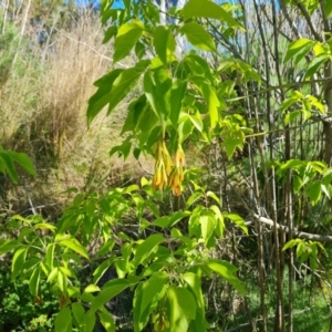 Acer negundo at O'Malley, ACT - 19 Oct 2023