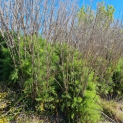 Foeniculum vulgare (Fennel) at O'Malley, ACT - 19 Oct 2023 by Mike