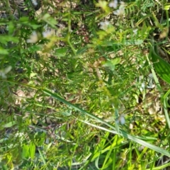 Vicia disperma (Two Seeded Vetch) at O'Malley, ACT - 19 Oct 2023 by Mike