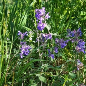 Nepeta cataria at O'Malley, ACT - 19 Oct 2023 04:21 PM