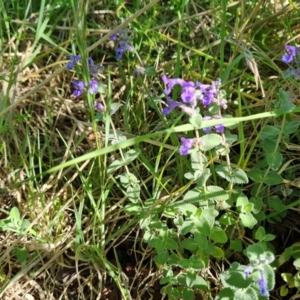 Nepeta cataria at O'Malley, ACT - 19 Oct 2023