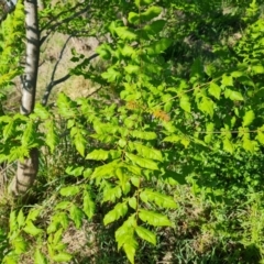 Koelreuteria paniculata (Golden Rain Tree) at O'Malley, ACT - 19 Oct 2023 by Mike