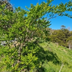 Koelreuteria paniculata at O'Malley, ACT - 19 Oct 2023 04:19 PM