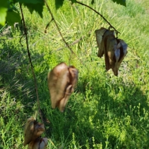 Koelreuteria paniculata at O'Malley, ACT - 19 Oct 2023