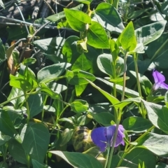 Vinca major (Blue Periwinkle) at O'Malley, ACT - 19 Oct 2023 by Mike