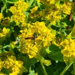 Euphorbia oblongata (Egg-leaf Spurge) at O'Malley, ACT - 19 Oct 2023 by Mike