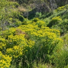 Euphorbia oblongata at O'Malley, ACT - 19 Oct 2023