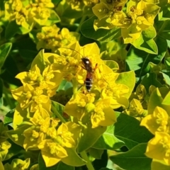 Euphorbia oblongata at O'Malley, ACT - 19 Oct 2023