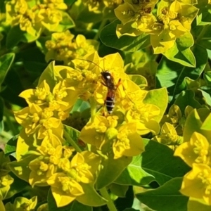 Euphorbia oblongata at O'Malley, ACT - 19 Oct 2023