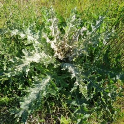 Onopordum acanthium (Scotch Thistle) at O'Malley, ACT - 19 Oct 2023 by Mike