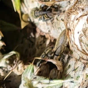 Larinus latus at O'Malley, ACT - 19 Oct 2023