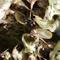 Larinus latus at O'Malley, ACT - 19 Oct 2023