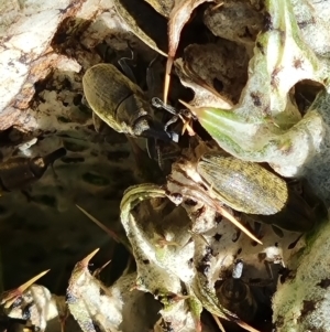 Larinus latus at O'Malley, ACT - 19 Oct 2023