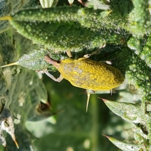 Larinus latus at O'Malley, ACT - 19 Oct 2023