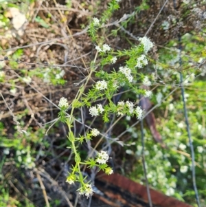 Asperula conferta at O'Malley, ACT - 19 Oct 2023