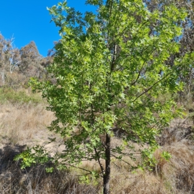 Fraxinus angustifolia (Desert Ash) at Isaacs Ridge - 19 Oct 2023 by Mike