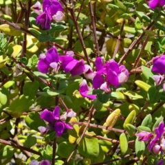 Polygala myrtifolia (Myrtle-leaf Milkwort) at Isaacs Ridge and Nearby - 19 Oct 2023 by Mike