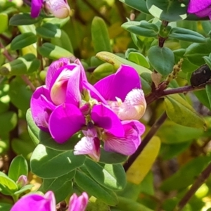 Polygala myrtifolia at Isaacs, ACT - 19 Oct 2023 03:20 PM