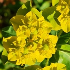 Euphorbia oblongata (Egg-leaf Spurge) at Isaacs Ridge and Nearby - 19 Oct 2023 by Mike