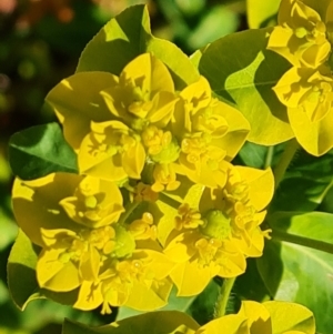 Euphorbia oblongata at Isaacs, ACT - 19 Oct 2023 03:15 PM