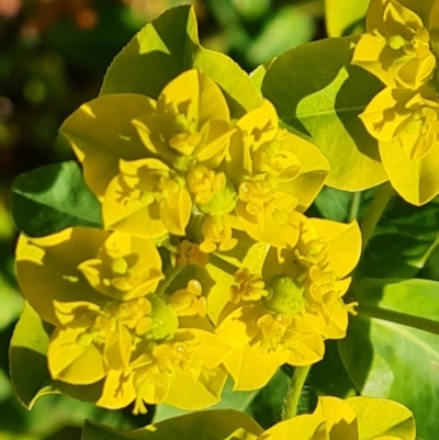 Euphorbia oblongata (Egg-leaf Spurge) at Isaacs Ridge and Nearby - 19 Oct 2023 by Mike