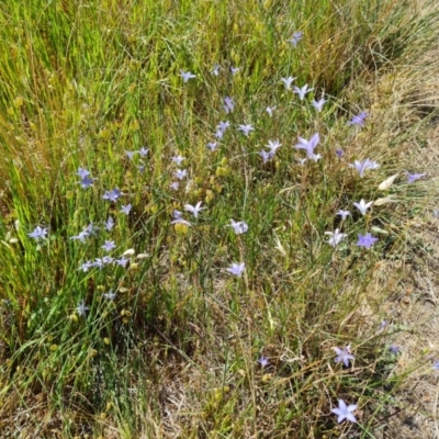 Wahlenbergia capillaris (Tufted Bluebell) at Isaacs, ACT - 19 Oct 2023 by Mike