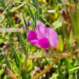 Vicia sativa subsp. nigra at Isaacs, ACT - 19 Oct 2023 03:07 PM