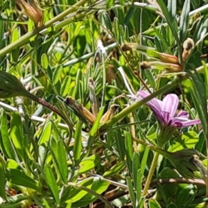 Vicia sativa subsp. nigra at Isaacs, ACT - 19 Oct 2023 03:07 PM