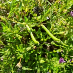 Vicia sativa subsp. nigra at Isaacs, ACT - 19 Oct 2023 03:07 PM