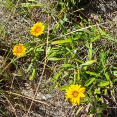 Gazania x splendens (Gazania) at Isaacs, ACT - 19 Oct 2023 by Mike