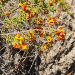 Pultenaea procumbens (Bush Pea) at Isaacs Ridge and Nearby - 19 Oct 2023 by Mike