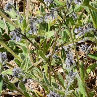 Myosotis discolor (Forget-me-not) at Isaacs Ridge and Nearby - 19 Oct 2023 by Mike