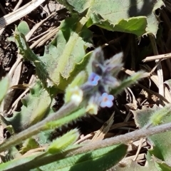 Myosotis discolor at Isaacs, ACT - 19 Oct 2023