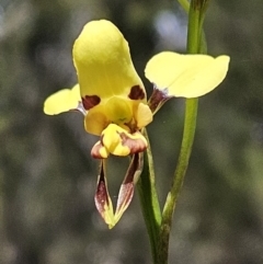 Diuris sulphurea (Tiger Orchid) at The Pinnacle - 14 Oct 2023 by sangio7