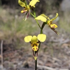 Diuris sulphurea at Hawker, ACT - suppressed