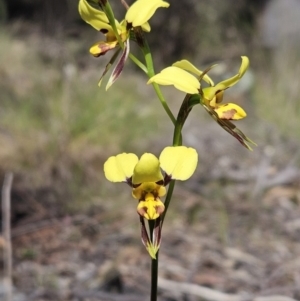 Diuris sulphurea at Hawker, ACT - suppressed