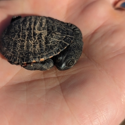 Chelodina longicollis (Eastern Long-necked Turtle) at Coombs, ACT - 19 Oct 2023 by Miranda